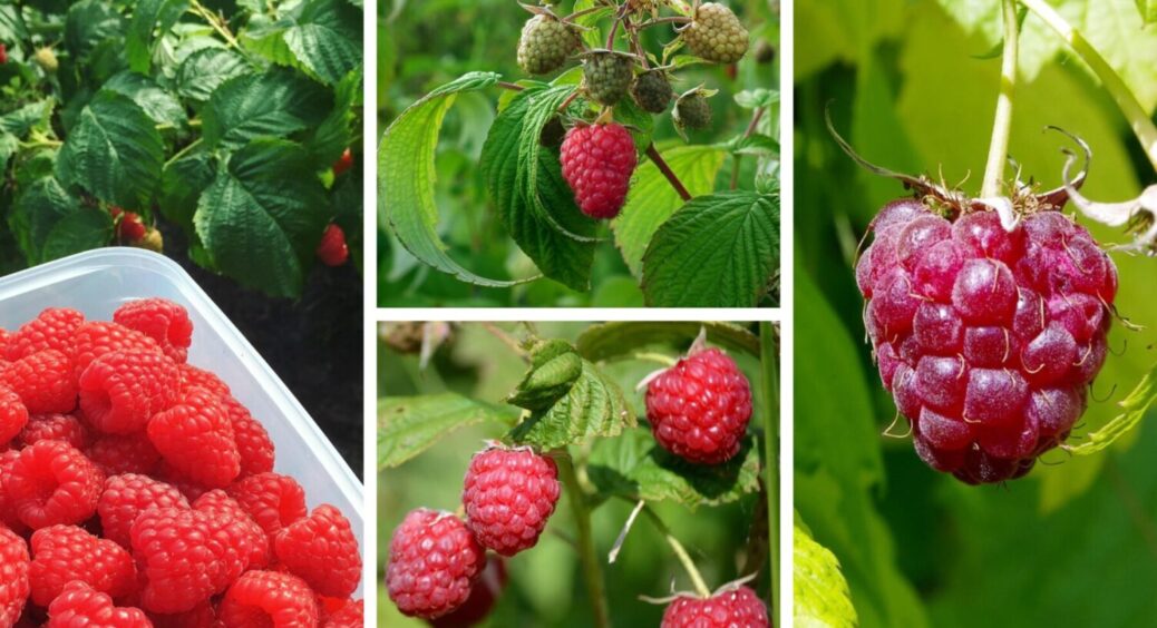 3 дні – і ягоди великі й солодкі: один секретний прийом з малиною восени 2025 