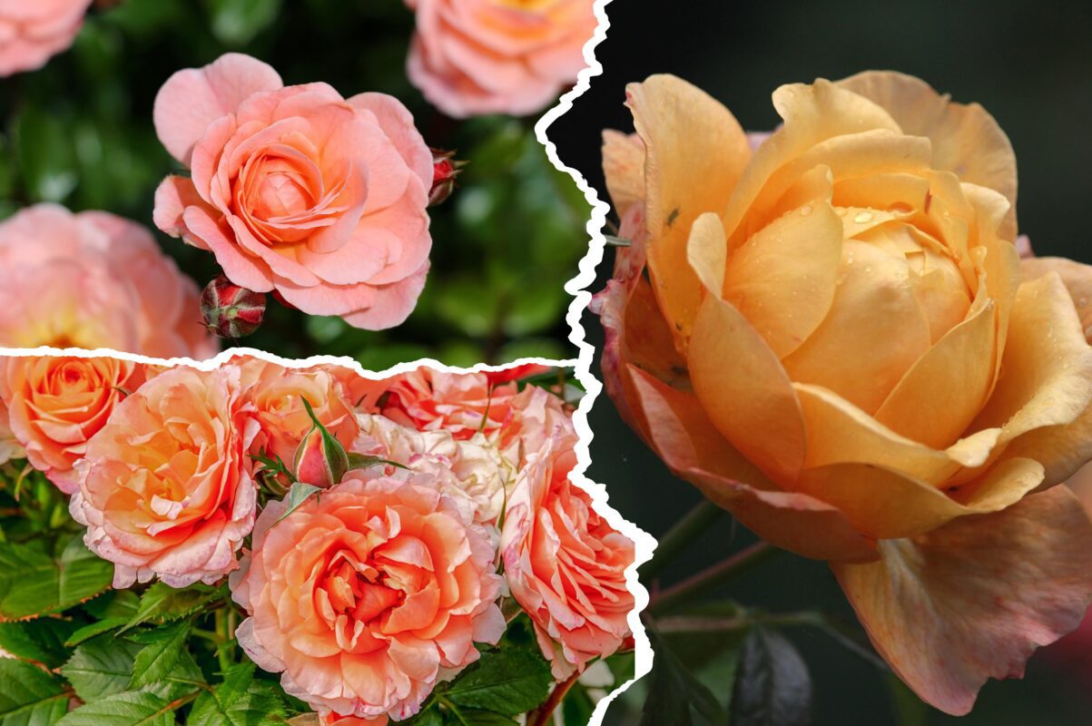 Садівники розповіли, що треба зробити з трояндами перед настанням зими