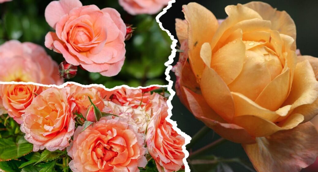 2 важливі дії з трояндою перед зимою – цвісти буде 24/7: що зробити з квіткою восени 2025 
