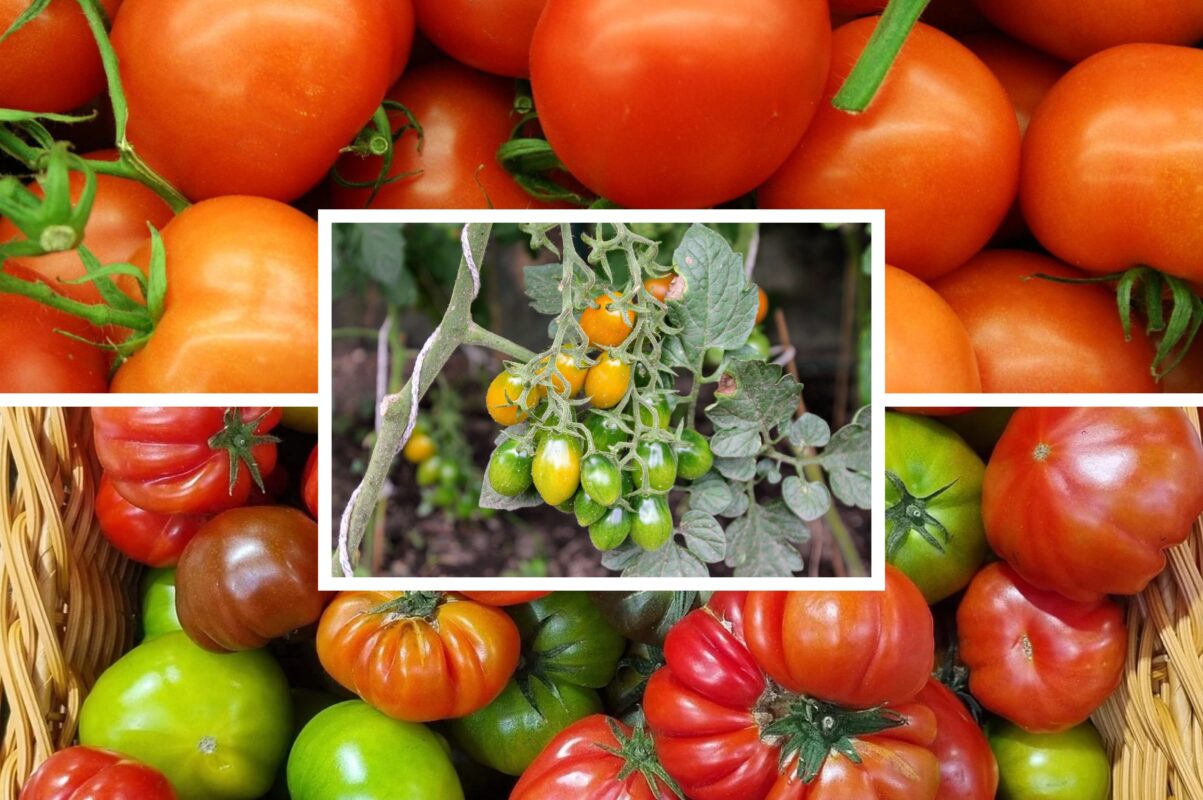 Городники розсекретили, що додати до лунки під час посадки помідорів