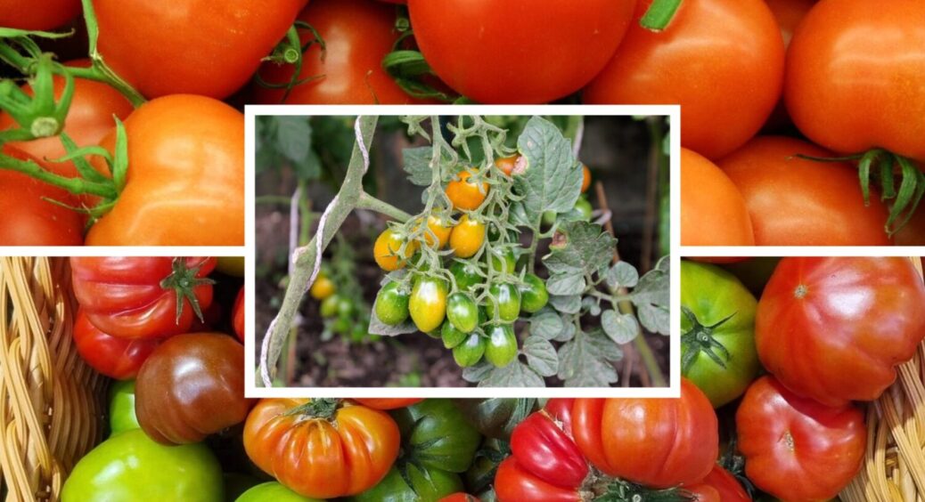 Зі 100 гібридів обрала 3: сорти томатів на 2026 – солодкі, запашні і дають урожай у затінку 