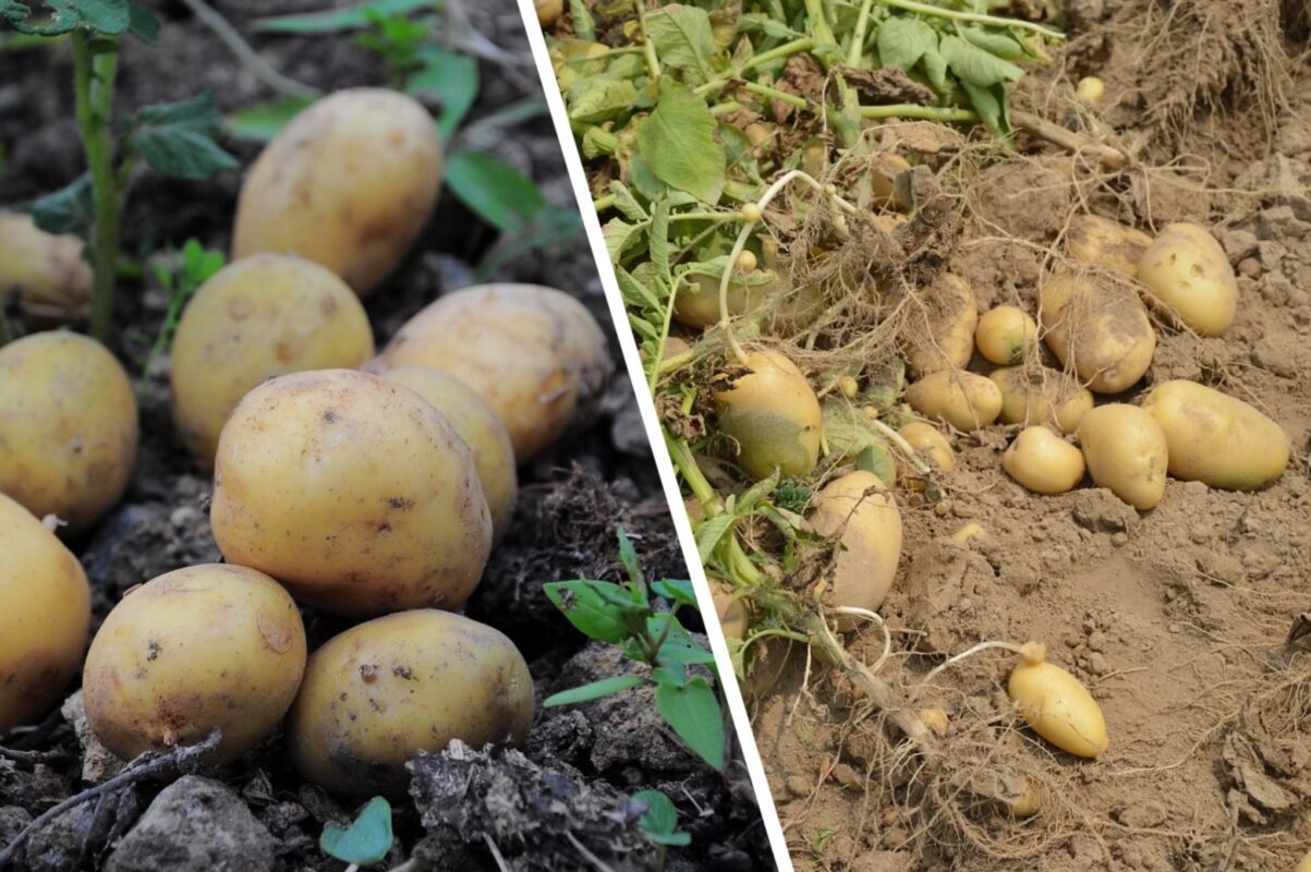 Експерт розповів, чим удобрити картоплю для великого врожаю