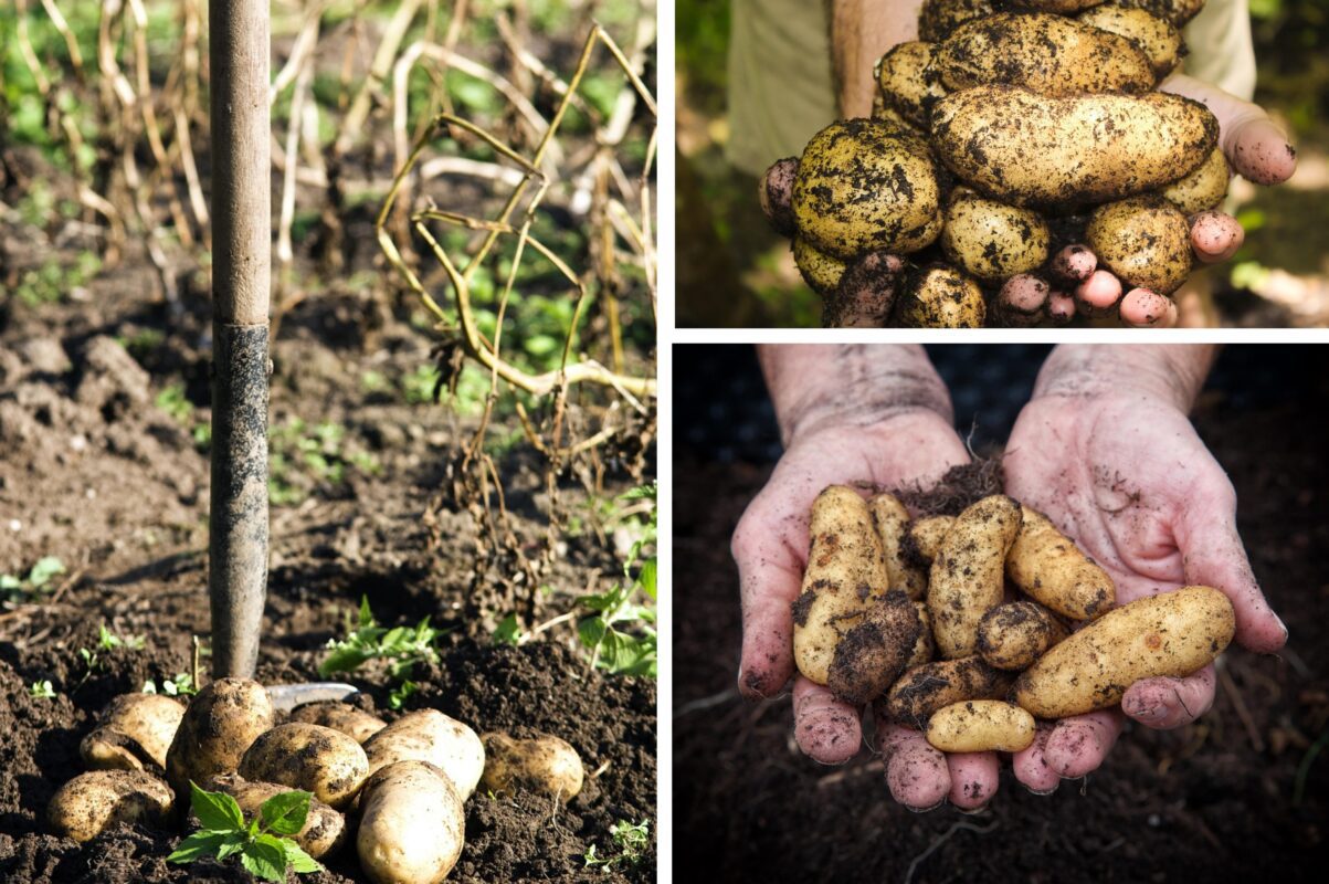 Агрономи назвали найкращі сорти картоплі, які вродять і в посуху, і в спеку