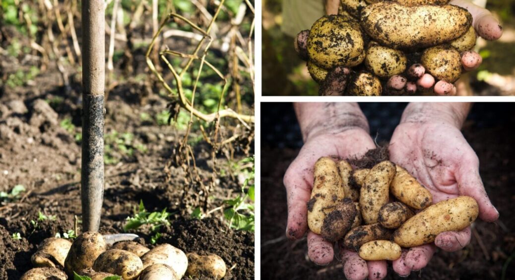 Які рослини категорично не варто садити біля картоплі: найгірші сусіди на ділянці 
