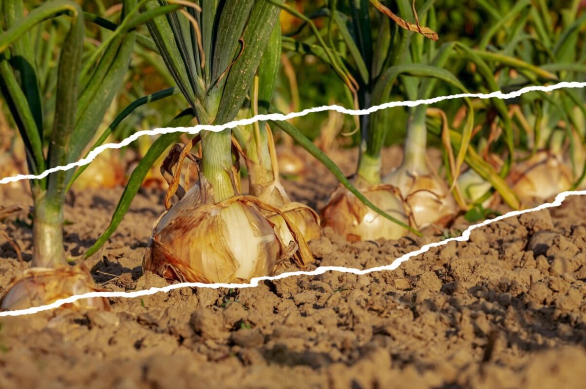 Городники розповіли, як правильно висаджувати цибулю у відкритий ґрунт восени