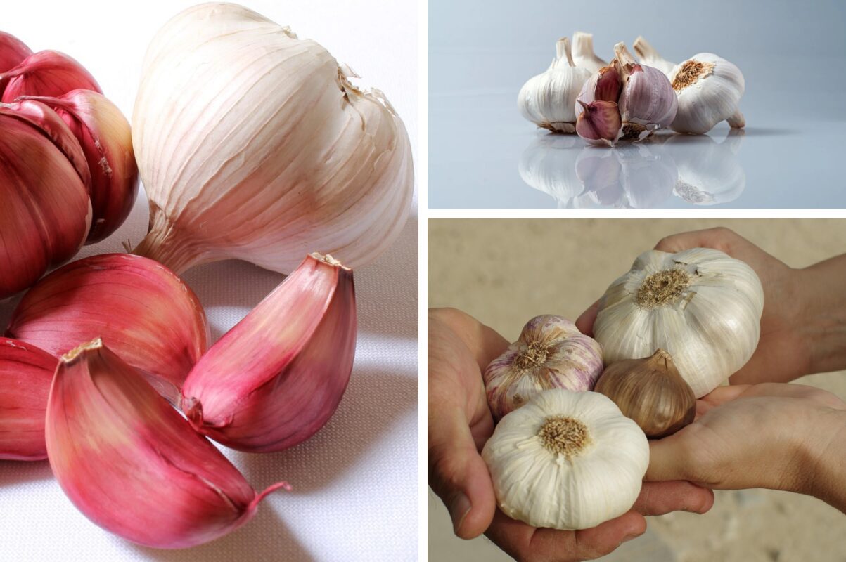 Агрономи назвали морозостійкі сорти часнику для посадки восени