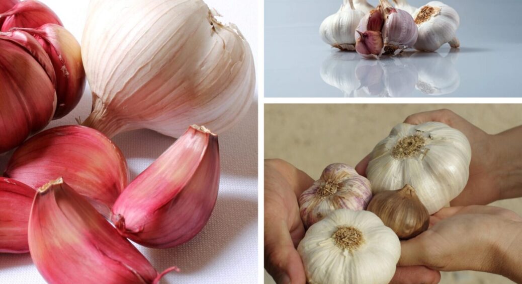 Цей сорт часнику з Чернігівщини росте навіть після морозів -25: врожай стабільний, чемпіонський 