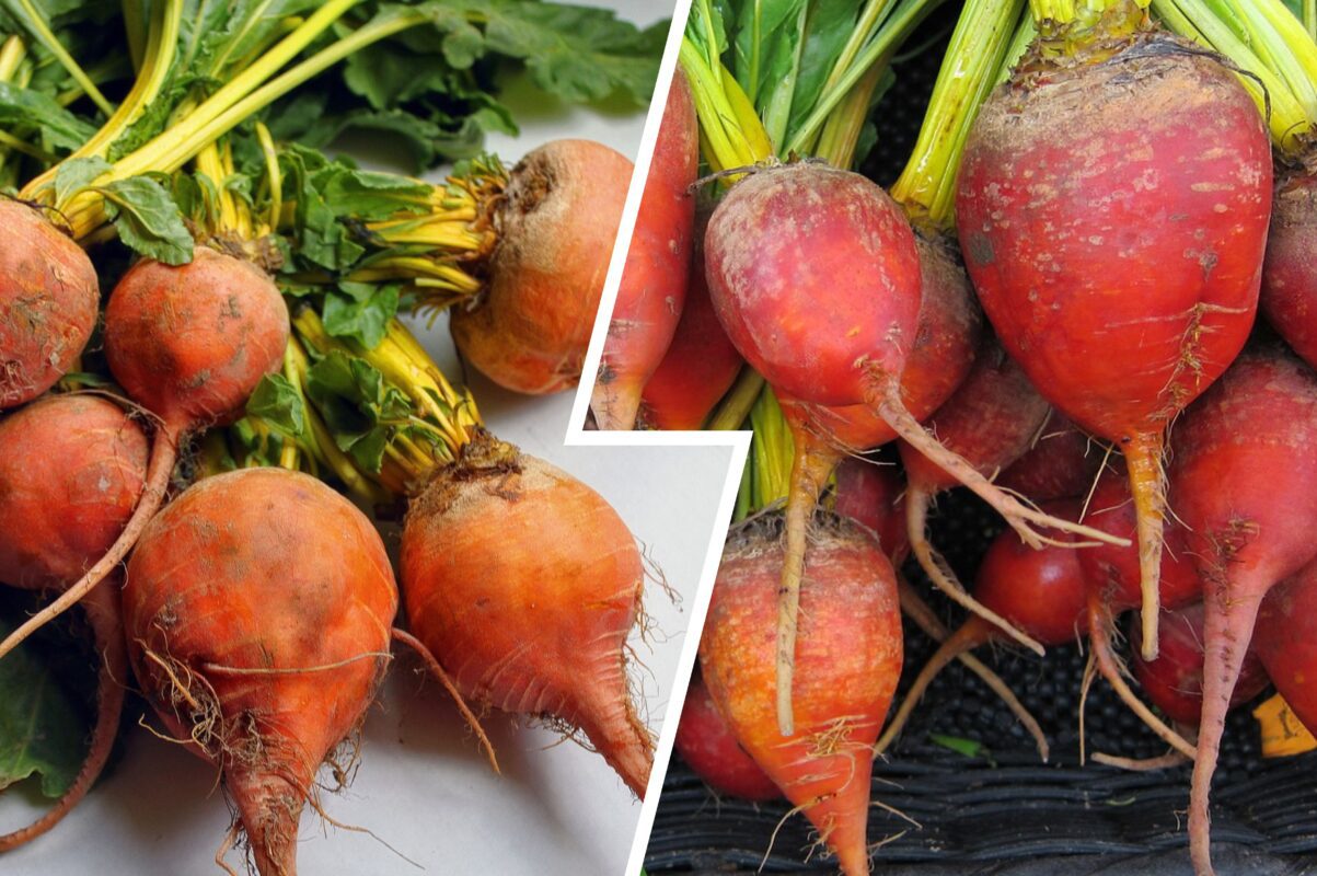 Агрономи назвали високоврожайний сорт буряка для посадки під зиму