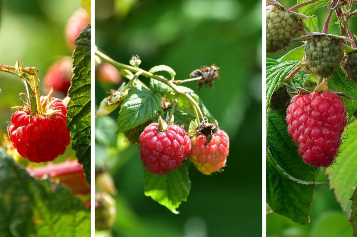 Садівники розповіли, чим підживити малину на початку листопада 2025