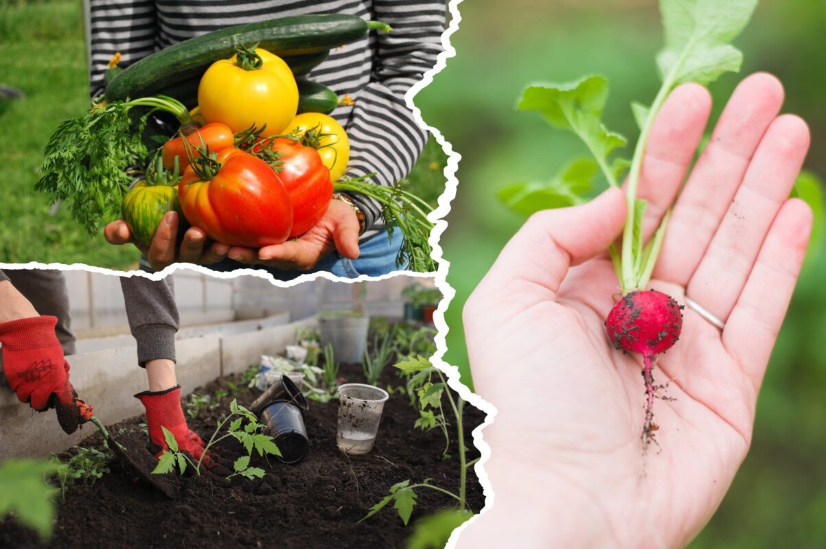 Дачники розповіли, що ще можна посадити на городі восени 2025