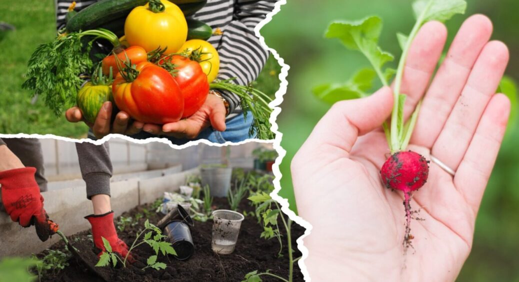 Не цибуля й не часник: 5 городніх культур, які можна посадити на городі восени 2025 