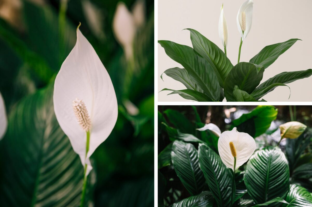 Квітникар розповів, що покласти у горщик з квітами взимку 