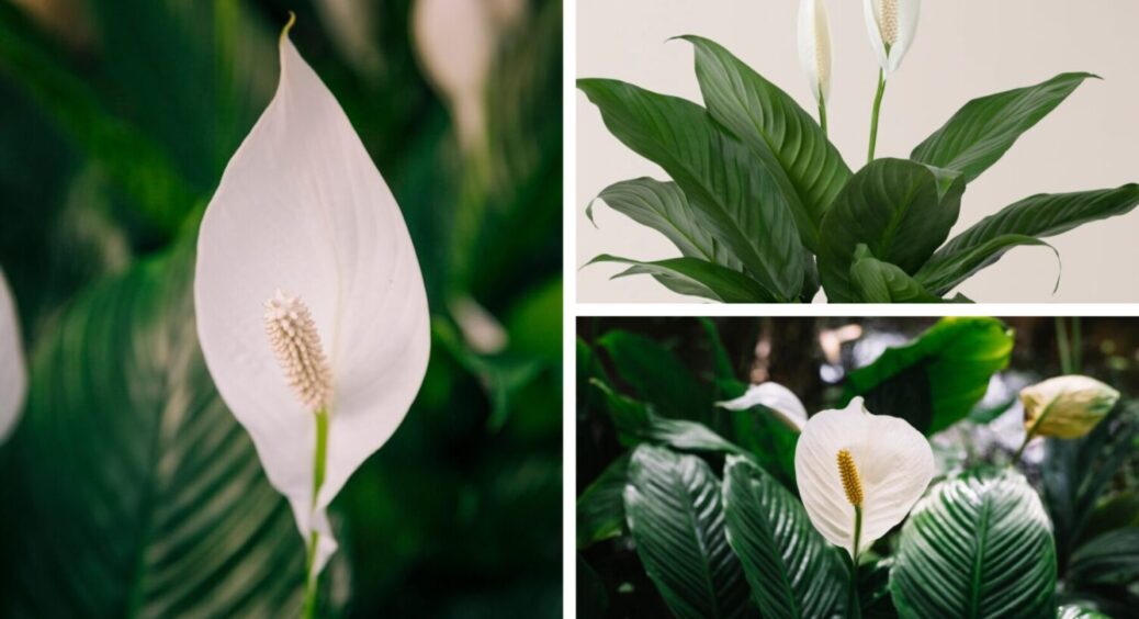 У горщики з квітами закопую це, і не маю жодного жовтого листочка взимку: 1 продукт – купа зелені 