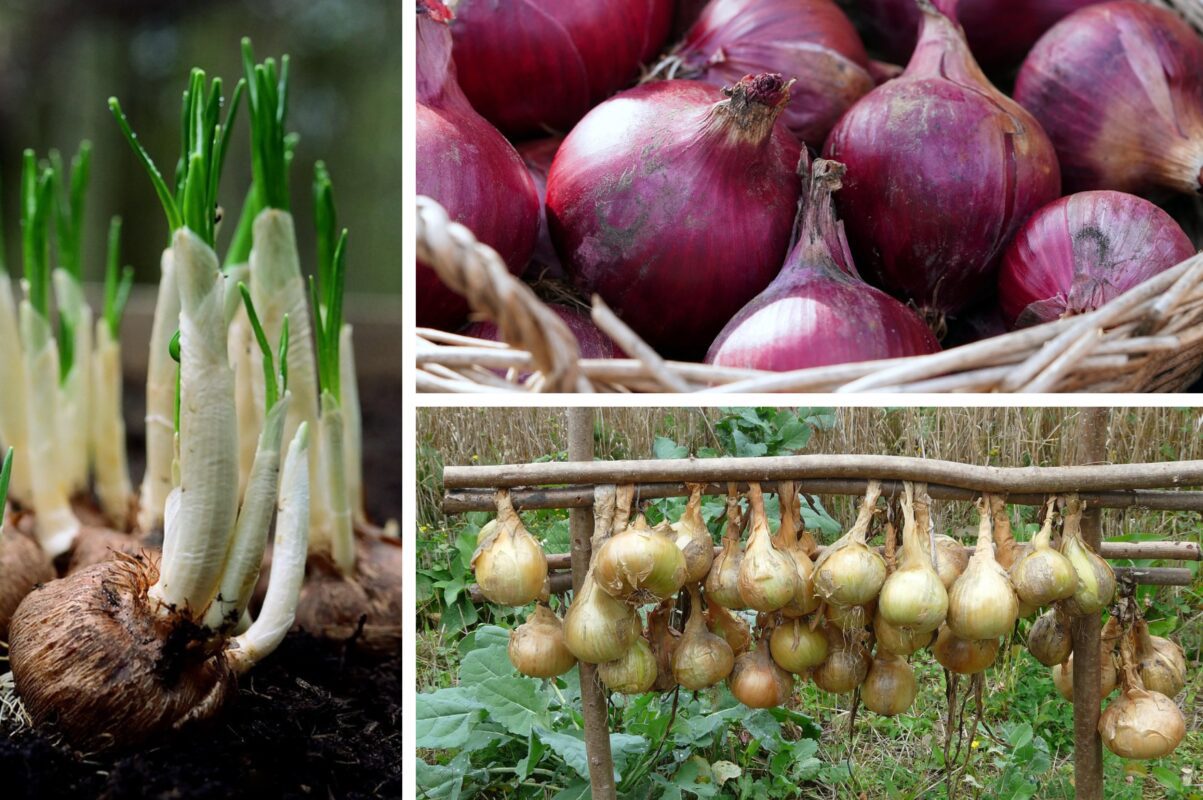 Городники розповіли, що не можна садити після цибулі – врожаю не буде
