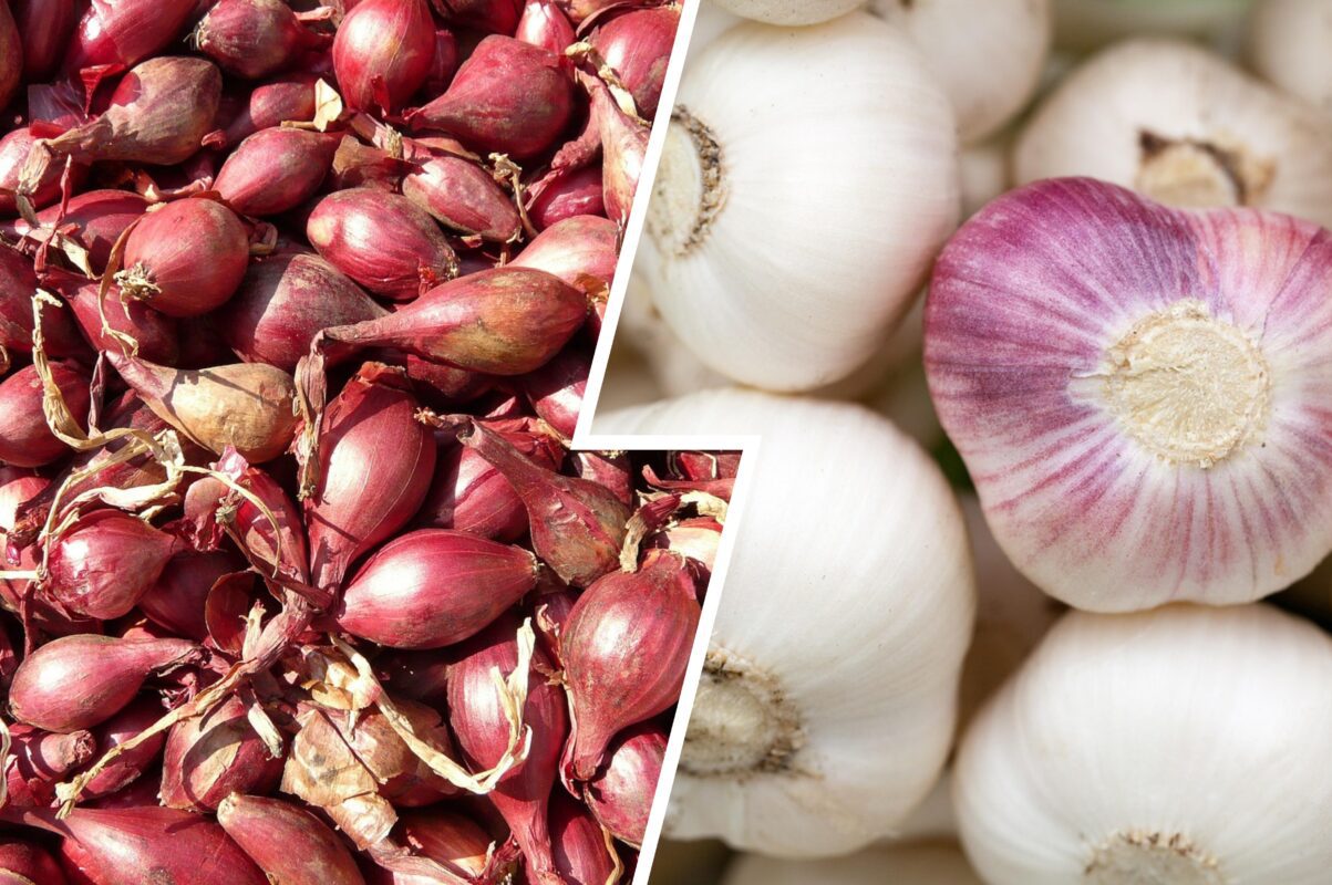 Агроном розповів, які культури можна сіяти прямо зараз