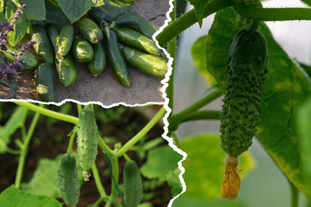Дачники розповіли, як виростити великі й смачні огірки в домашніх умовах