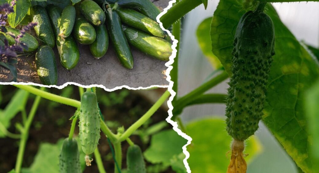 Не у відкритий ґрунт і не в теплицю: як виростити гігантські огірки вдома взимку 2025-2026 