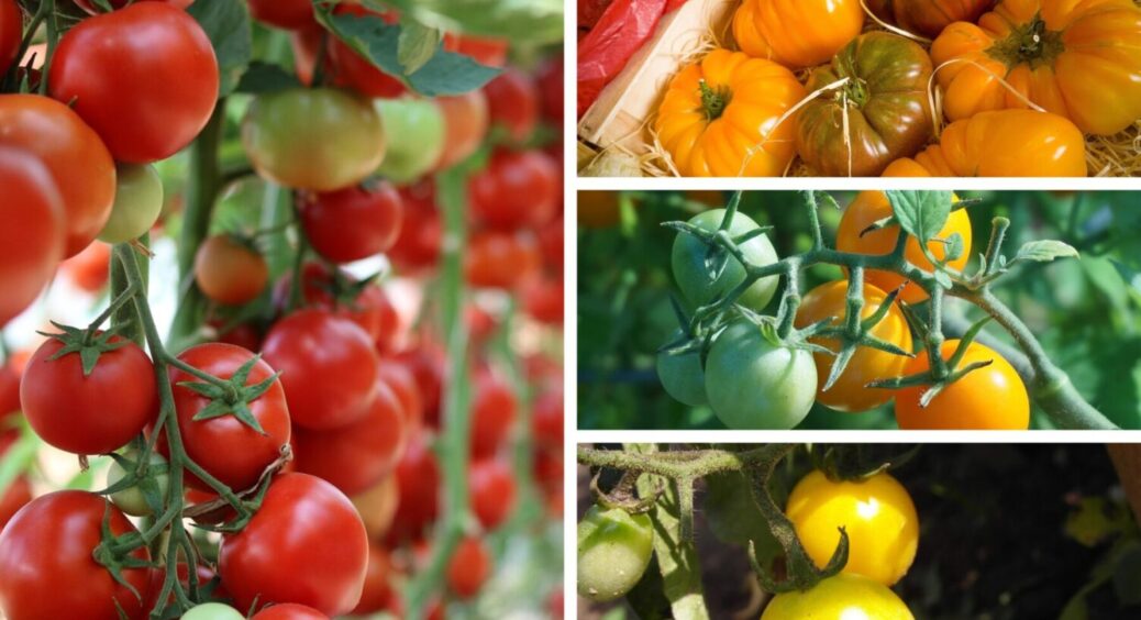 Не “Чорний Китай” і не “Цукровий бізон”: 5 найкращих сортів томатів, які дають високий врожай 