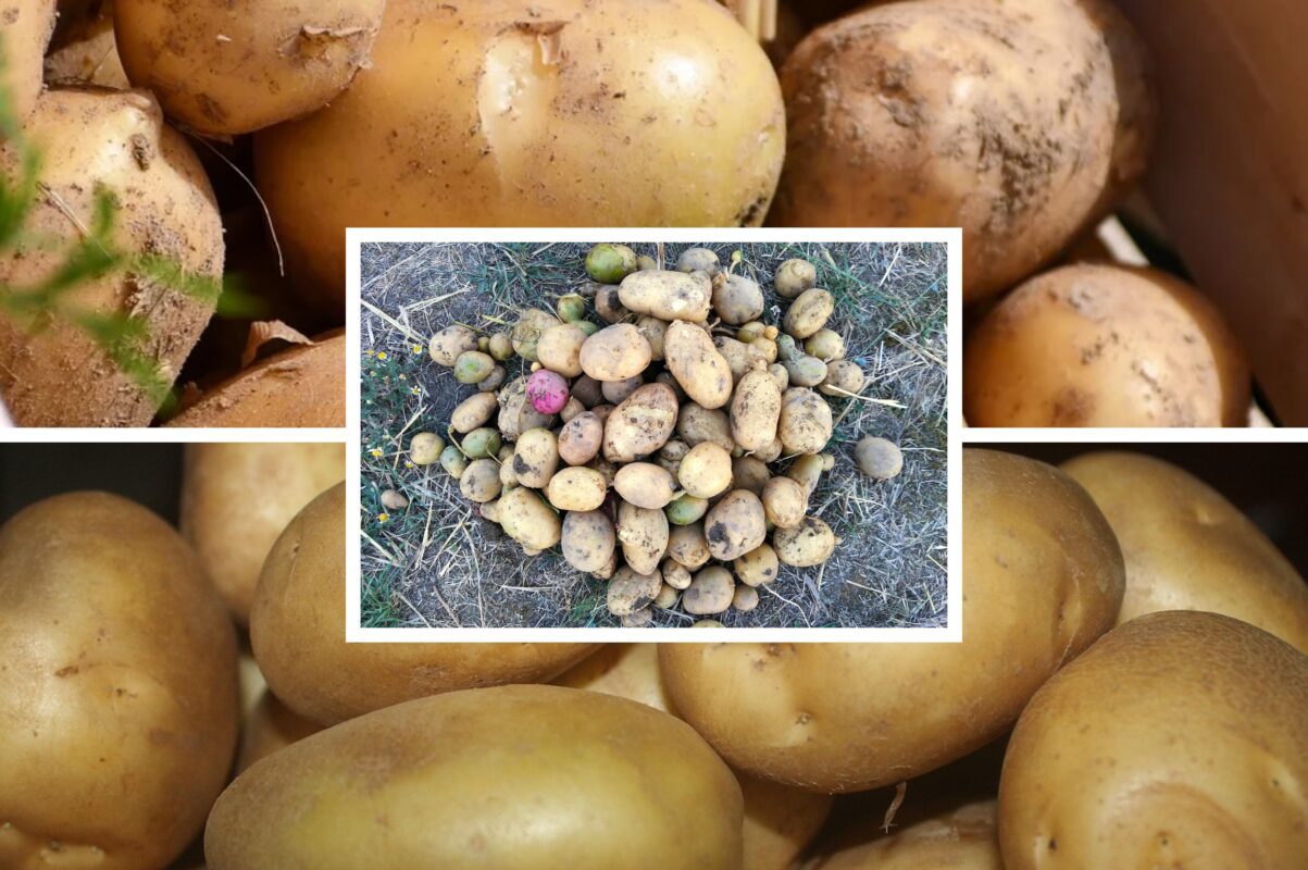 Експерт розповів, який сорт картоплі дає найбільше урожаю