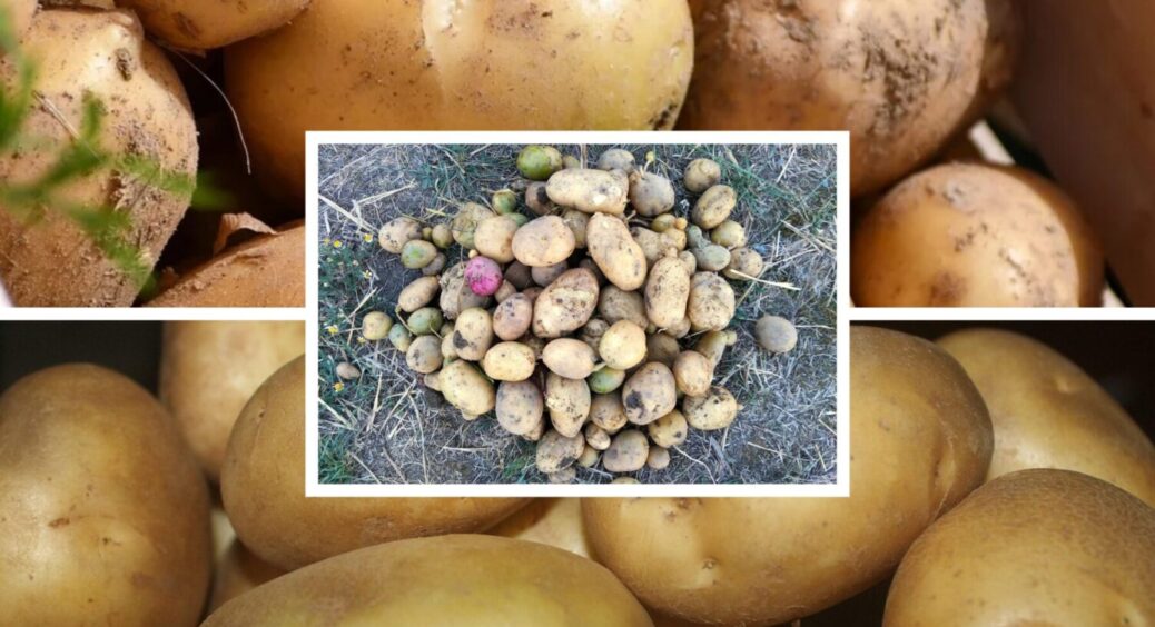 Посадив відро, а викопав 300 кілограмів: найурожайніший сорт картоплі на 2026-й рік 