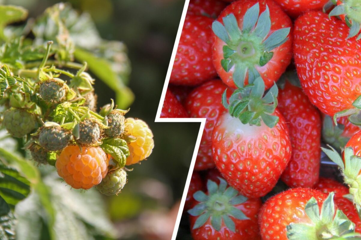 Господиня розповіла, як ефективно удобрити полуницю