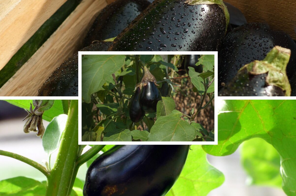 Агрономи назвали високоврожайні сорти баклажанів, які завжди дають великі плоди