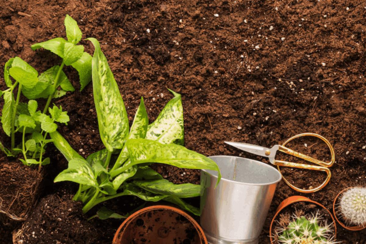 Городники розсекретили найефективніші методи боротьби з білокрилкою