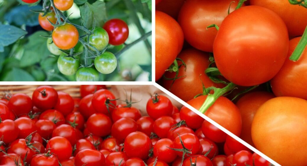 1 сорт томатів, який замінить 1000 інших: помідори, які дають врожай навіть восени 