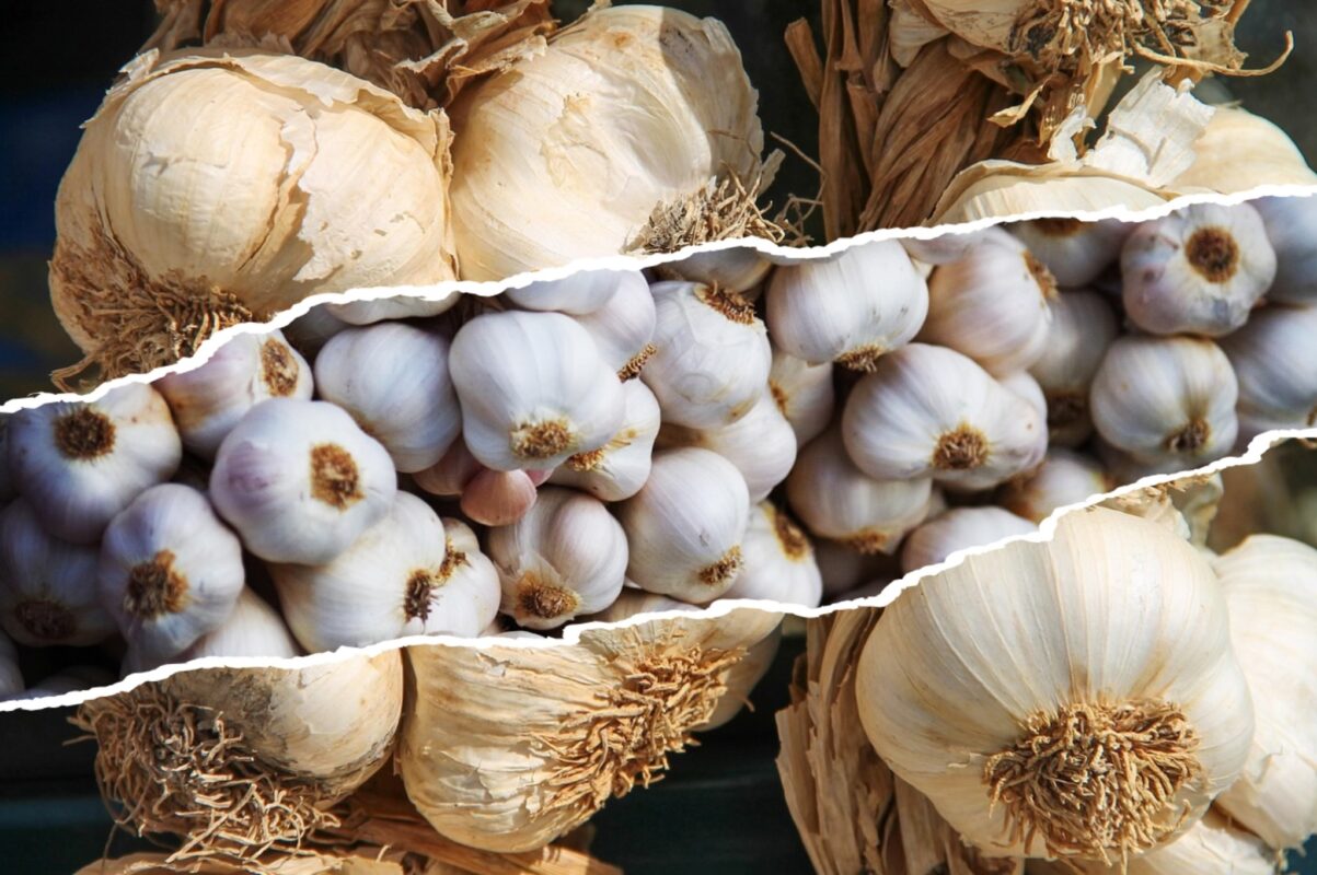 Городники розповіли, як правильно підготувати грядки перед посадкою озимого часнику