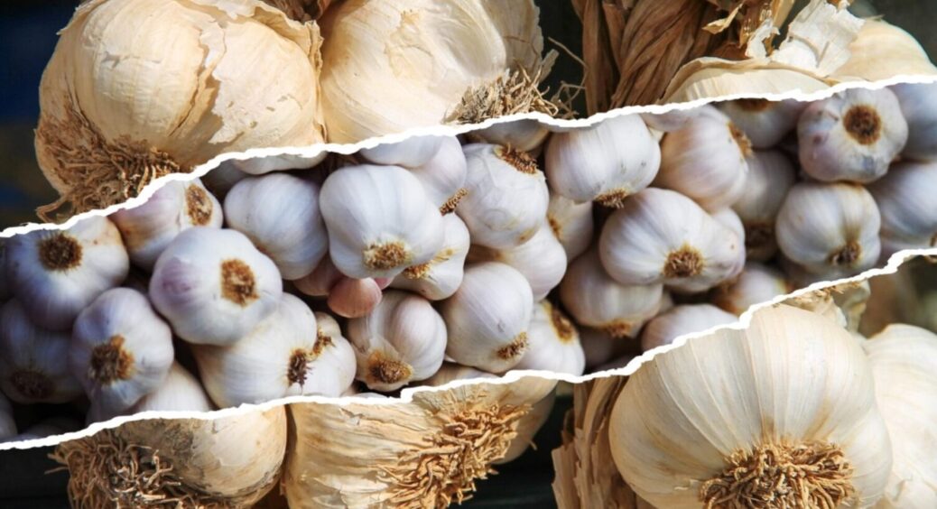 3 дії восени, щоб озимий часник виріс вдвічі більшим: як правильно підготувати грядки восени 