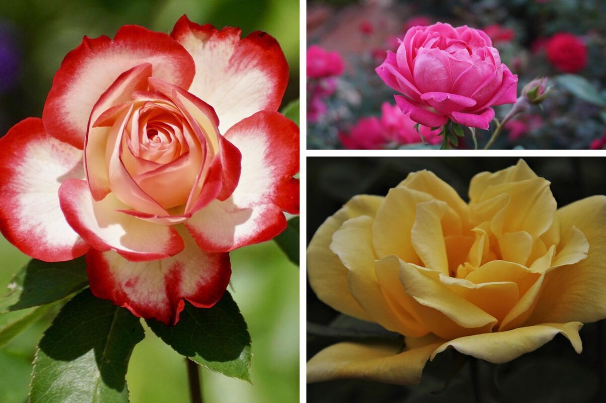 Садівники розповіли, як перетворити пелюстки троянд в ефективне добриво