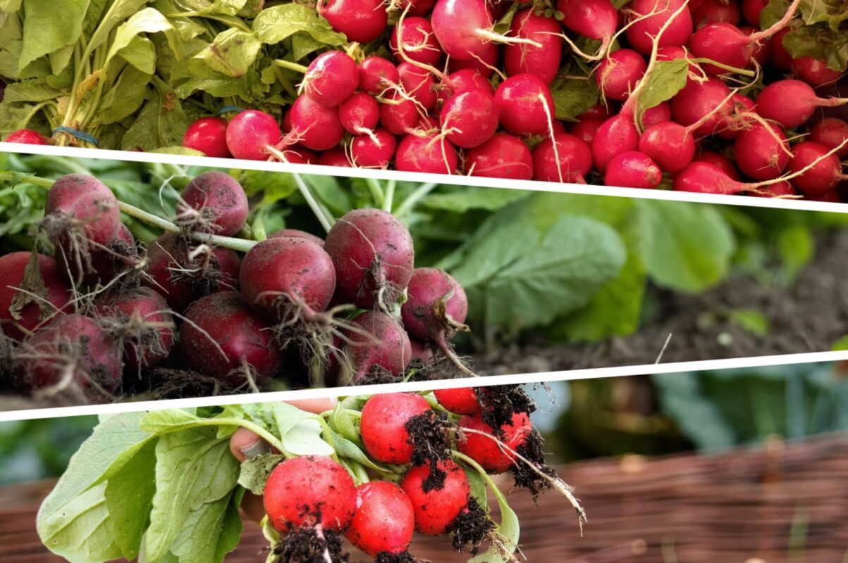 Дачники розповіли, як виростити редиску в домашніх умовах за 25 днів