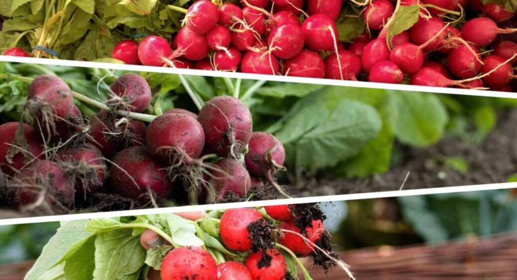 Врожай редиски за 25 днів: як виростити овоч в домашніх умовах за мінімального догляду 