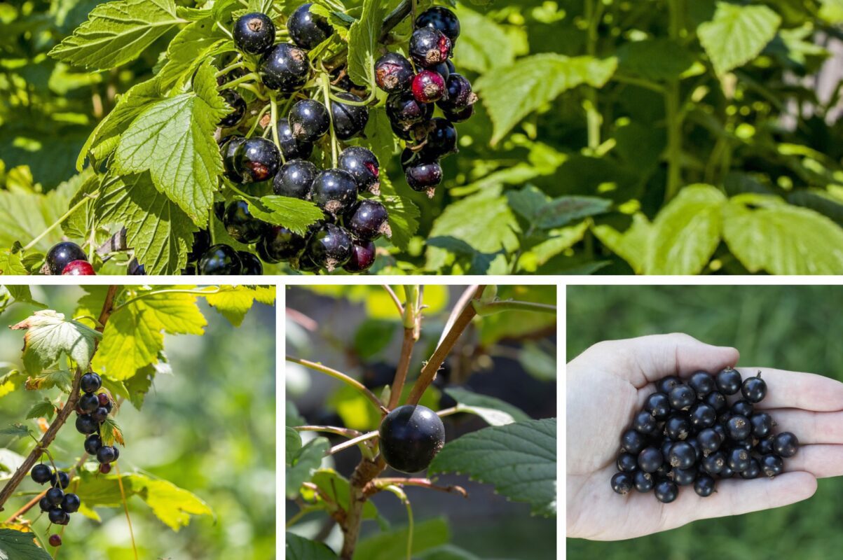 Експерт розповів, як не можна обрізати смородину восени