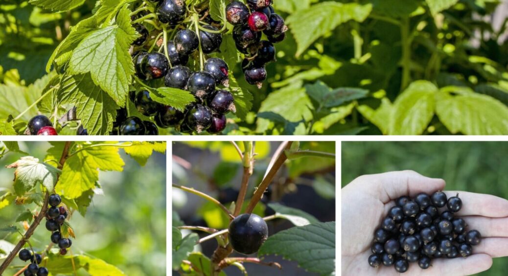 Смородину у листопаді так краще не обрізати: 1 помилка, через яку врожай стає меншим вдвічі 