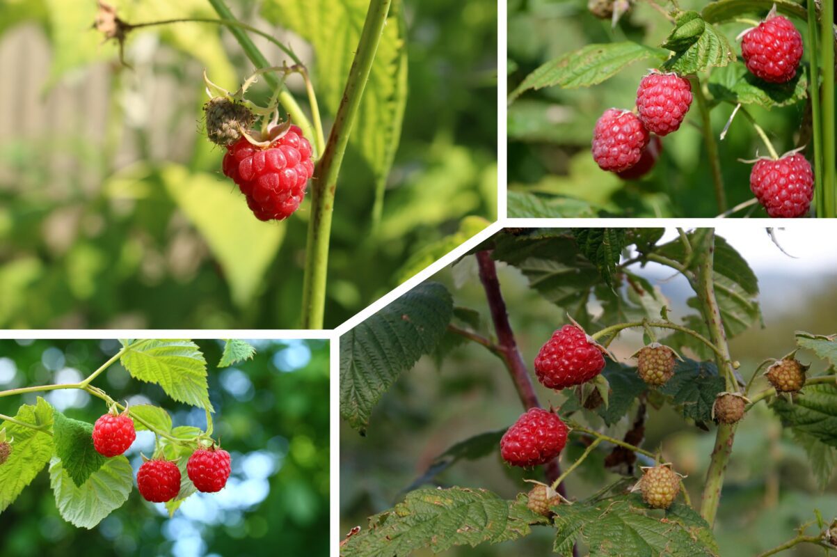 Експерт розповів, чим підживити ожину та малину восени