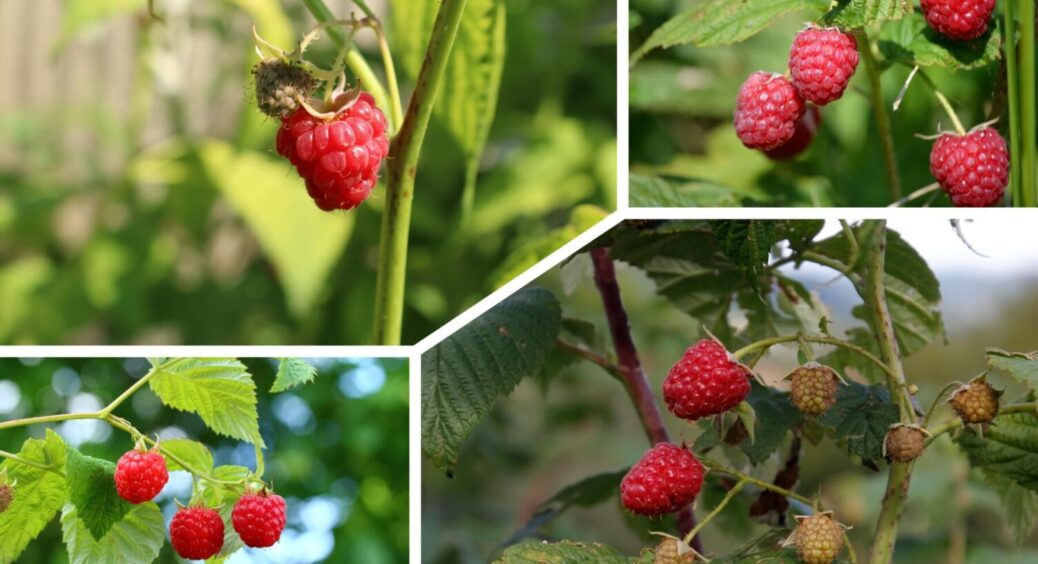 До 1 грудня обов’язково внесіть це під малину — наступного червня врожай буде ого-го 