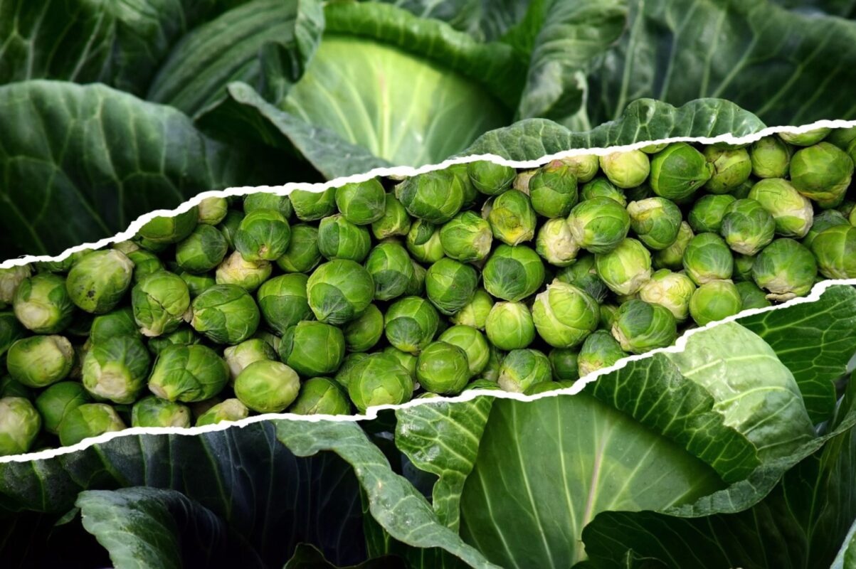 Дачники розповіли, що зробити з капустою, перш ніж закласти її на зберігання