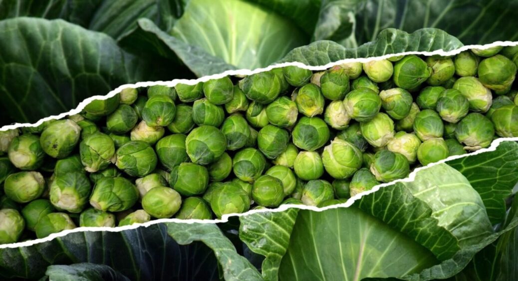 Протягом 365 днів буде свіжою: як закласти капусту на тривале зберігання восени 2025 