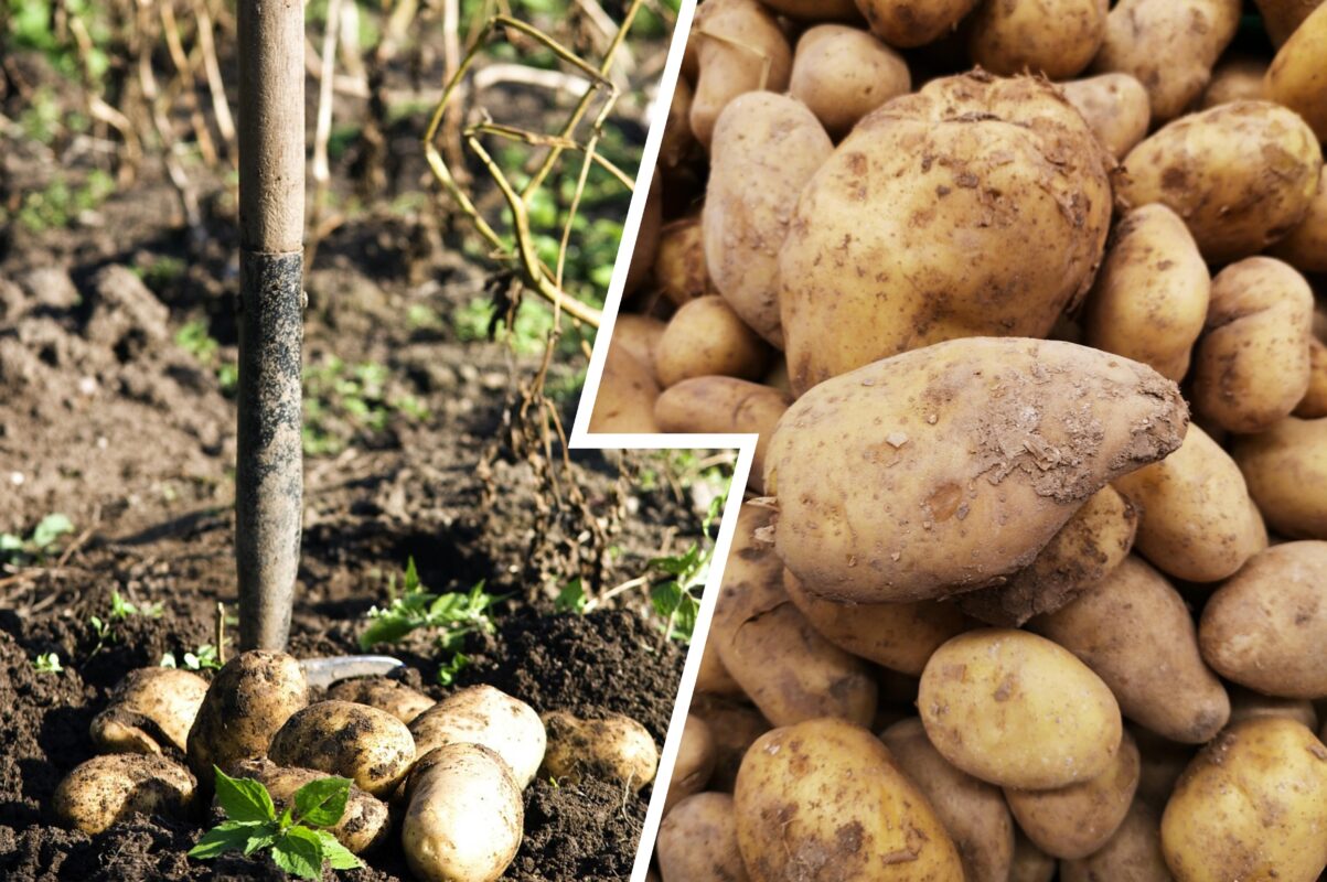 Експерт розповів, як правильно зберігати картоплю 