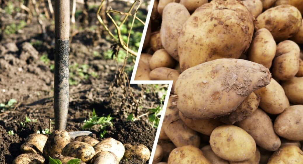 3 нюанси, і картопля буде зберігатися надзвичайно довго: жодної гнилі та жодних паростків 