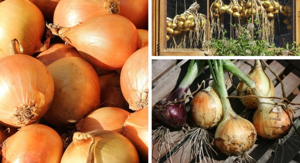 Без цього вже 5 років цибулю не саджу! Щоб урожай порадував, зробіть перед посадкою це 