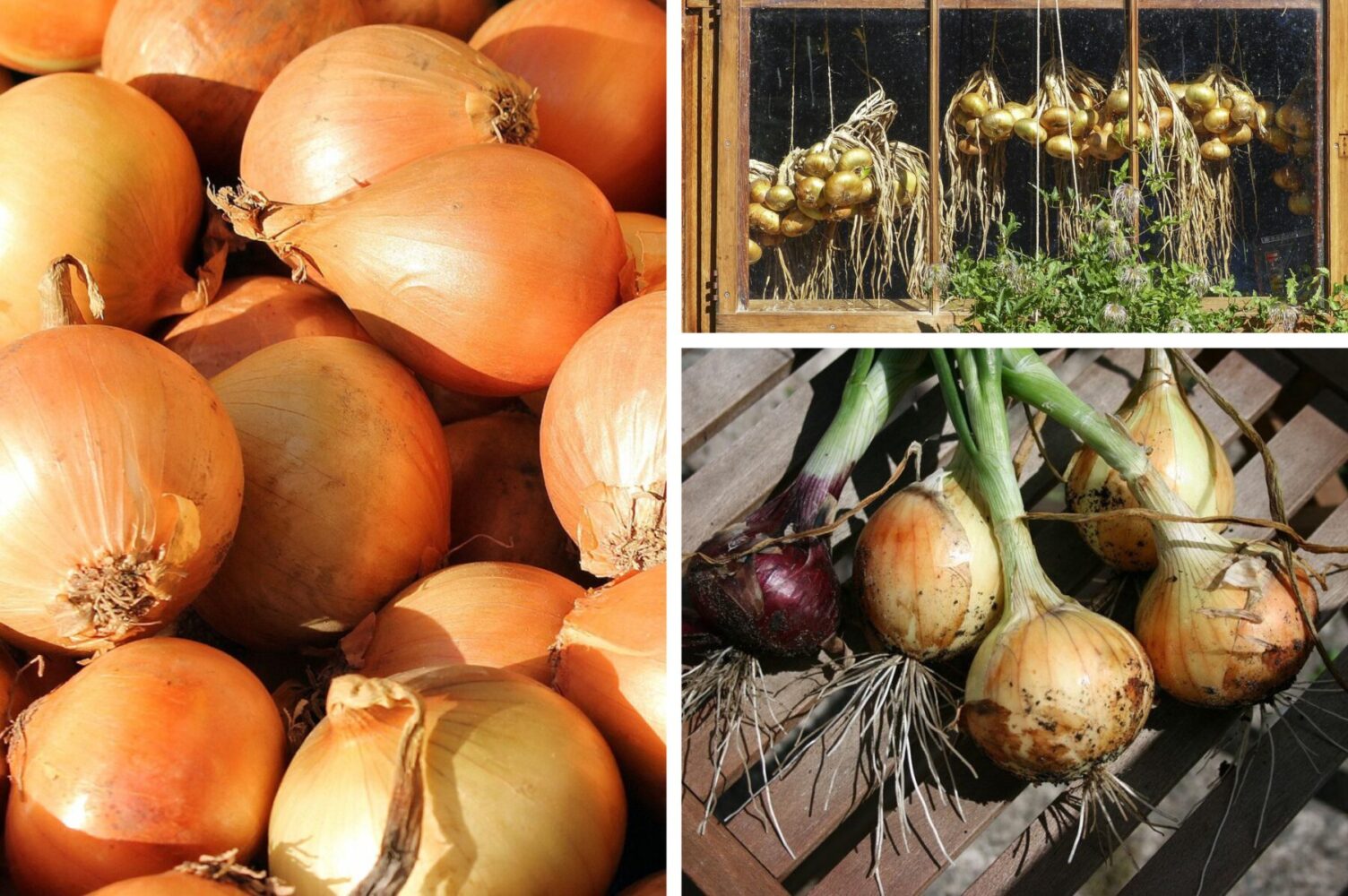 Експерт розповів, що необхідно зробити перед посадкою озимої цибулі