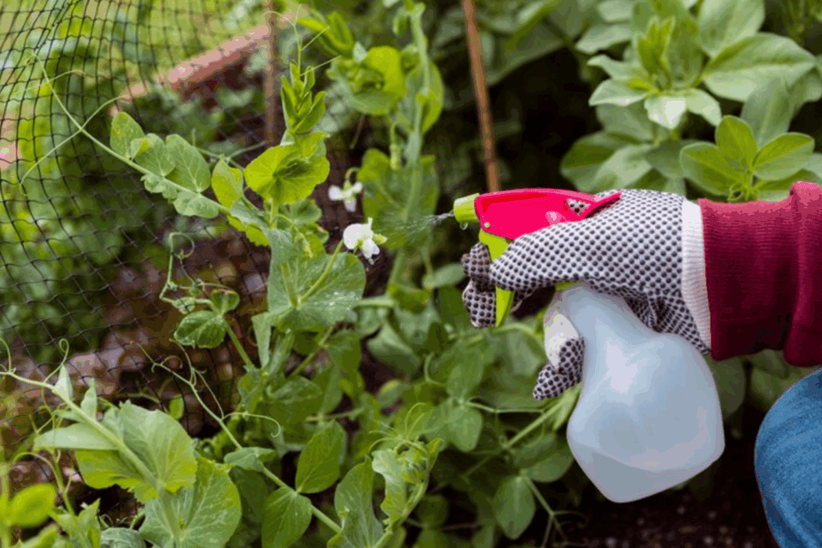 Дачники розповіли, як позбутись білокрилки з городньої ділянки назавжди