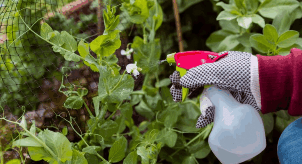 10 хвилин часу + 5 дій – білокрилка зникне! Як прогнати шкідників з ділянки швидко й ефективно 