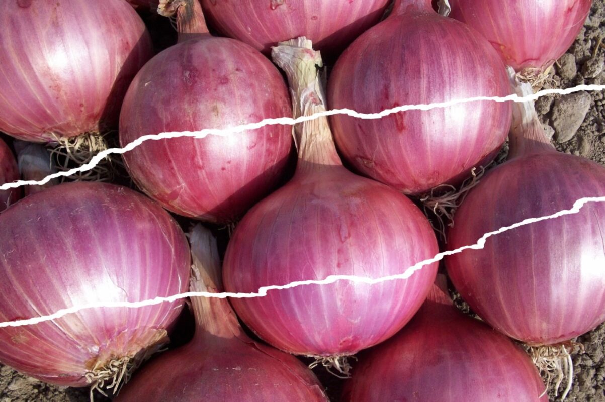 Городники розповіли, чим підгодувати цибулю під час посадки восени 2025