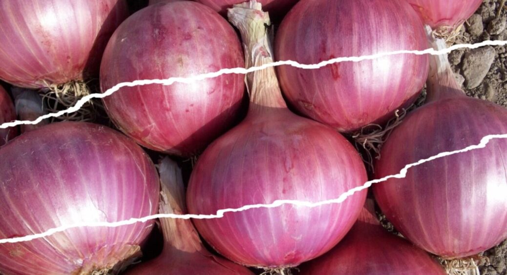 Вношу лише 1 ложку цього порошку в лунки – і цибуля виростає добріша, крупніша, смачніша 