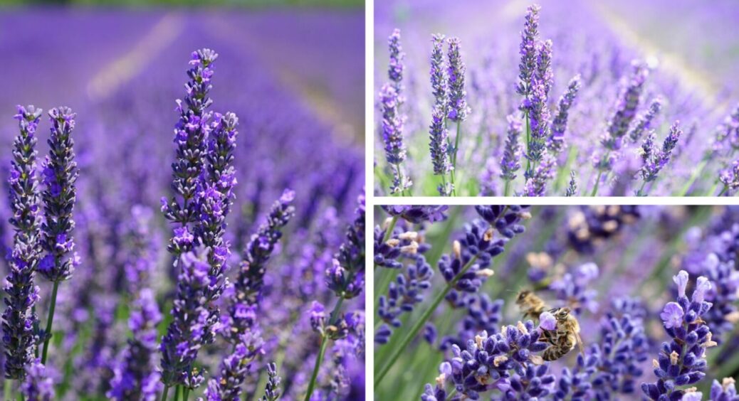 1 прийом з лавандою – і цвісти буде безперервно: що зробити з квіткою для довготривалого цвіту 