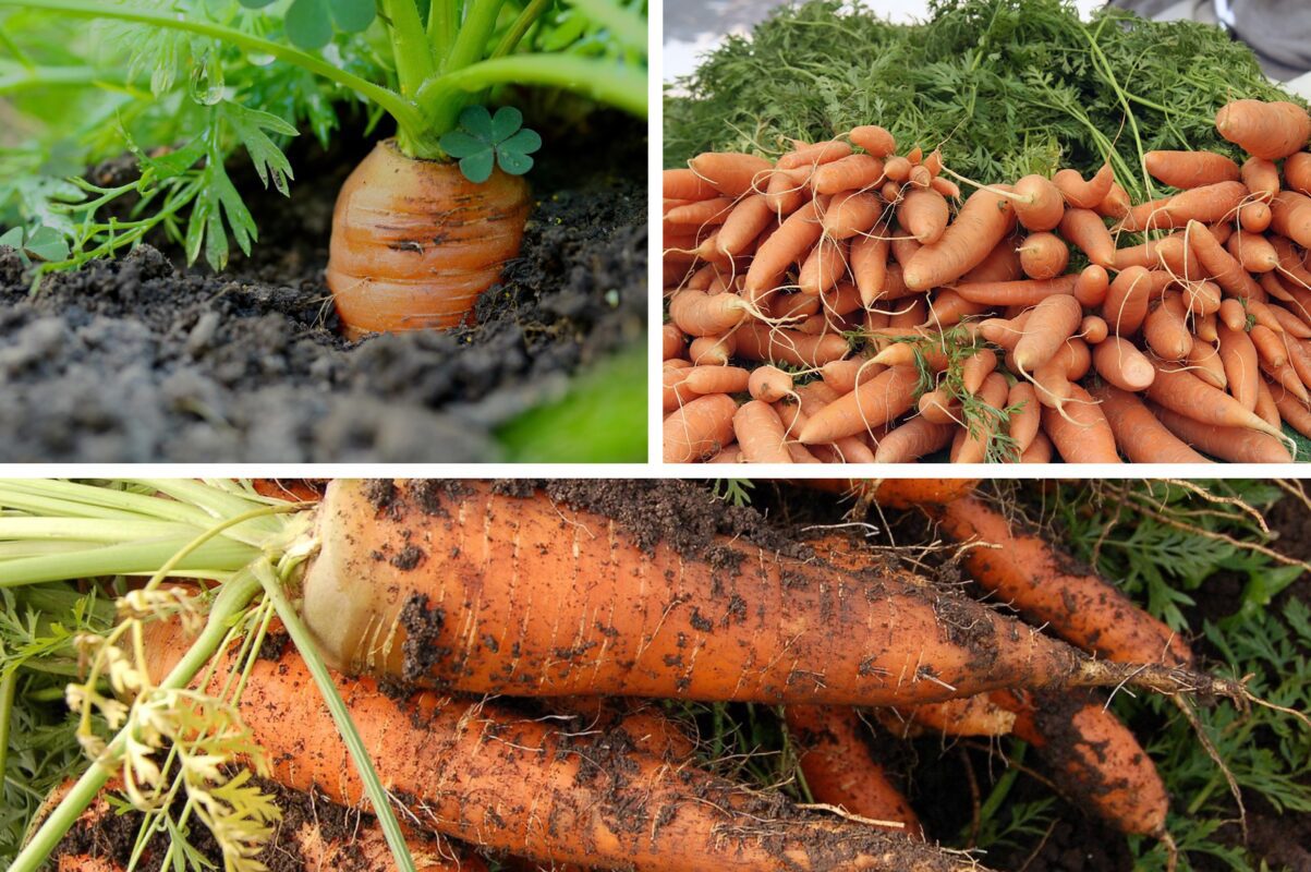Агроном розповів, як виростити моркву крупною і рівною