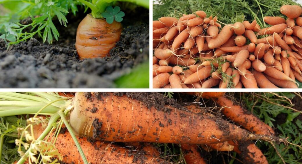 З року в рік висаджую лише їх: 3 сорти моркви, які перевершать всі очікування – рекордсмени 